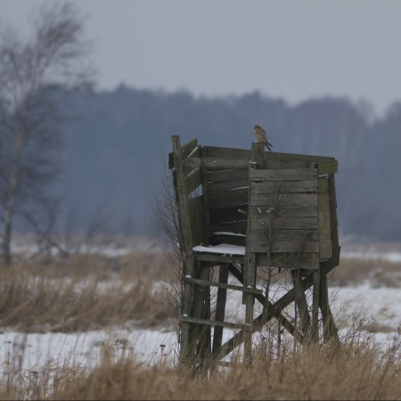 Tornfalk  Foto:Kerstin Martinsson